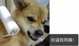 狗子天团天台吃瓜,揭秘娱乐圈幕后风云