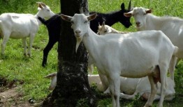 羊吃大瓜,田园生活乐无边