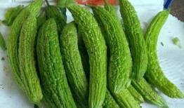 吃凉瓜的文,凉瓜美食探秘