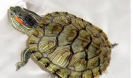 小乌龟吃黄色瓜,小乌龟的黄色瓜之旅