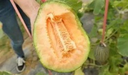 吃瓜大白9,一场关于瓜农生活的深度对话