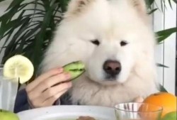 萨摩耶比熊吃瓜,萨摩耶与比熊的欢乐瓜界冒险