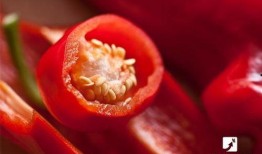 割完胆囊可以吃哈密瓜吗,哈密瓜的适宜性探讨