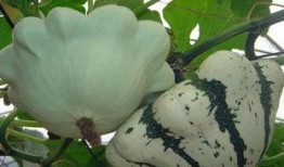 吃飞碟瓜,一场味蕾与宇宙的邂逅