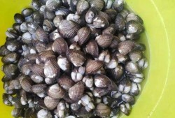孕妇可以吃瓜螺,孕妇可以放心享用的瓜螺美味