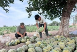 树吃瓜,自然界的和谐共生