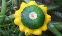 飞碟瓜怎样吃,探索美味新境界