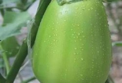 河南周晨吃瓜,揭秘吃瓜群众的狂欢盛宴