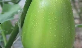 河南周晨吃瓜,揭秘吃瓜群众的狂欢盛宴