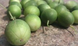 农村人吃彩色瓜,农村彩色瓜果的诱惑