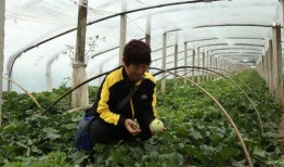 莱阳市吃瓜,品味夏日田园风情