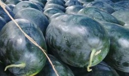 吃石头瓜好吗,健康饮食新话题