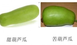 乙肝可以吃葫芦瓜吗,葫芦瓜的适宜与禁忌